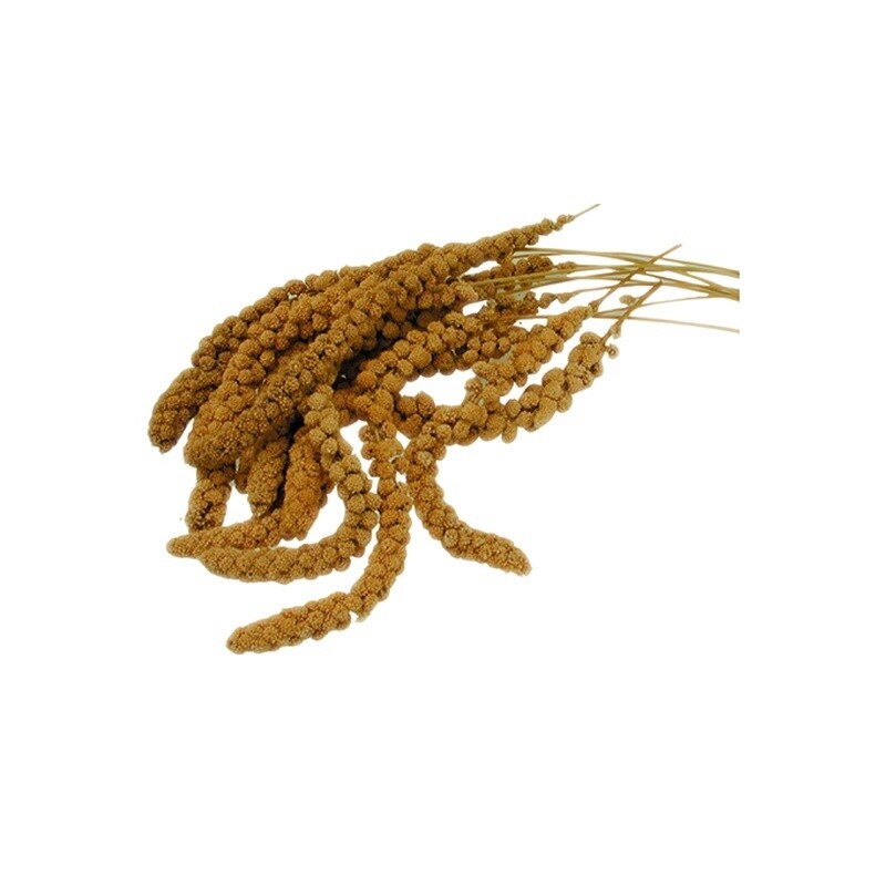 Millet Spray Yellow 5Kg
