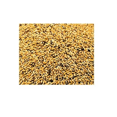 Alpiste Seeds 20 Kg