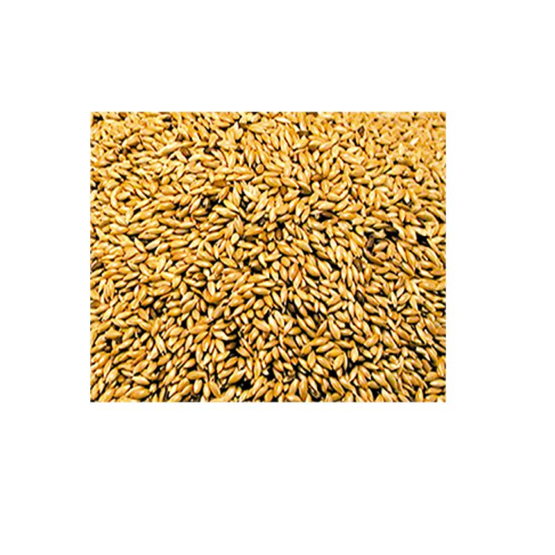 Alpiste Seeds 1 Kg