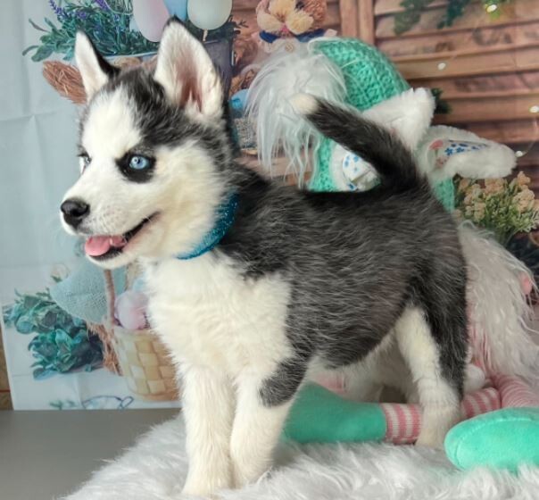 Blue eyes pups available