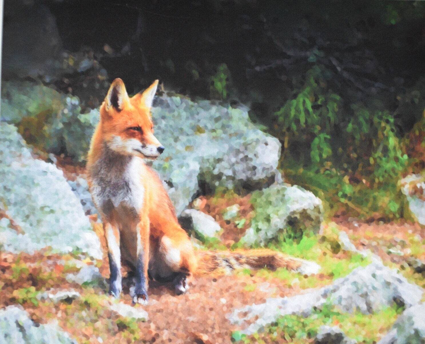 My Art. Limited Edition of 10 on Paper. Signed and Numbered. Fox.  8&quot; x10&quot;