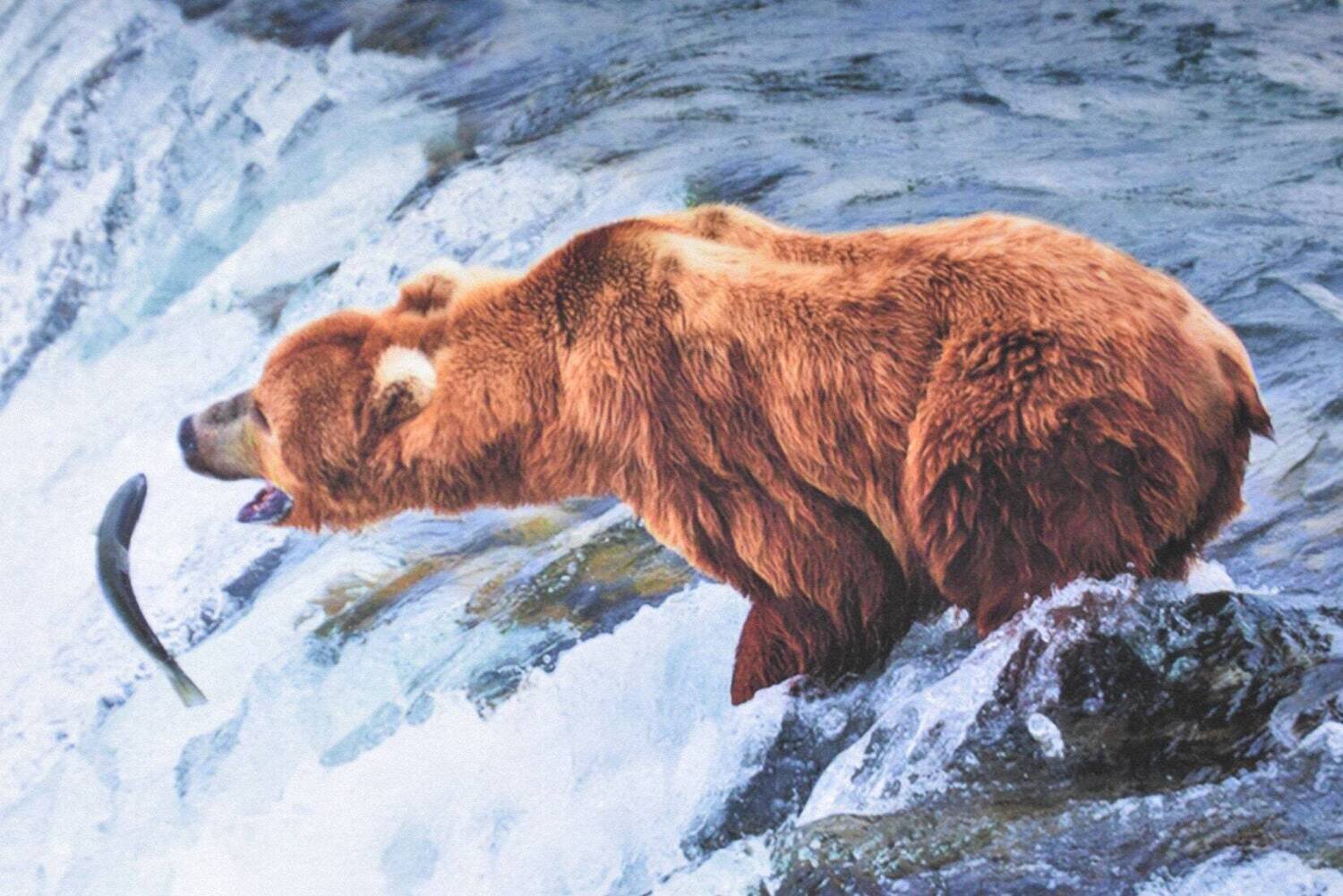 Limited Edition of 10 on Paper. Signed and Numbered. Bear Fishing  16&quot; x24&quot;