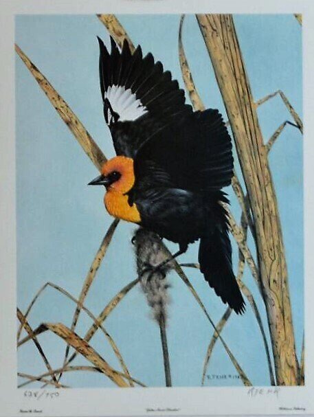 Limited Edition 628 of 750.  Canadian Artist,  Randy Fehr. “Yellow Headed Blackbird”