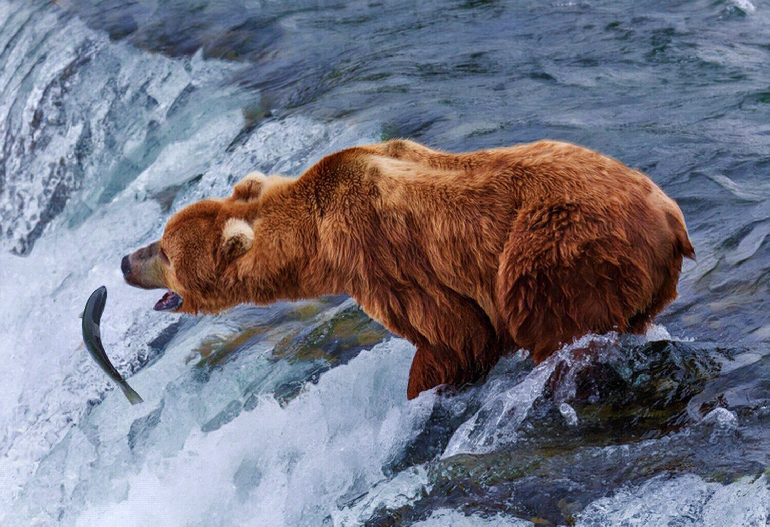 Bear Fishing.  L.E. of 2. Giclée on Canvas, Solid Oak Floating Frame 24x36&quot;SEE NOTE.