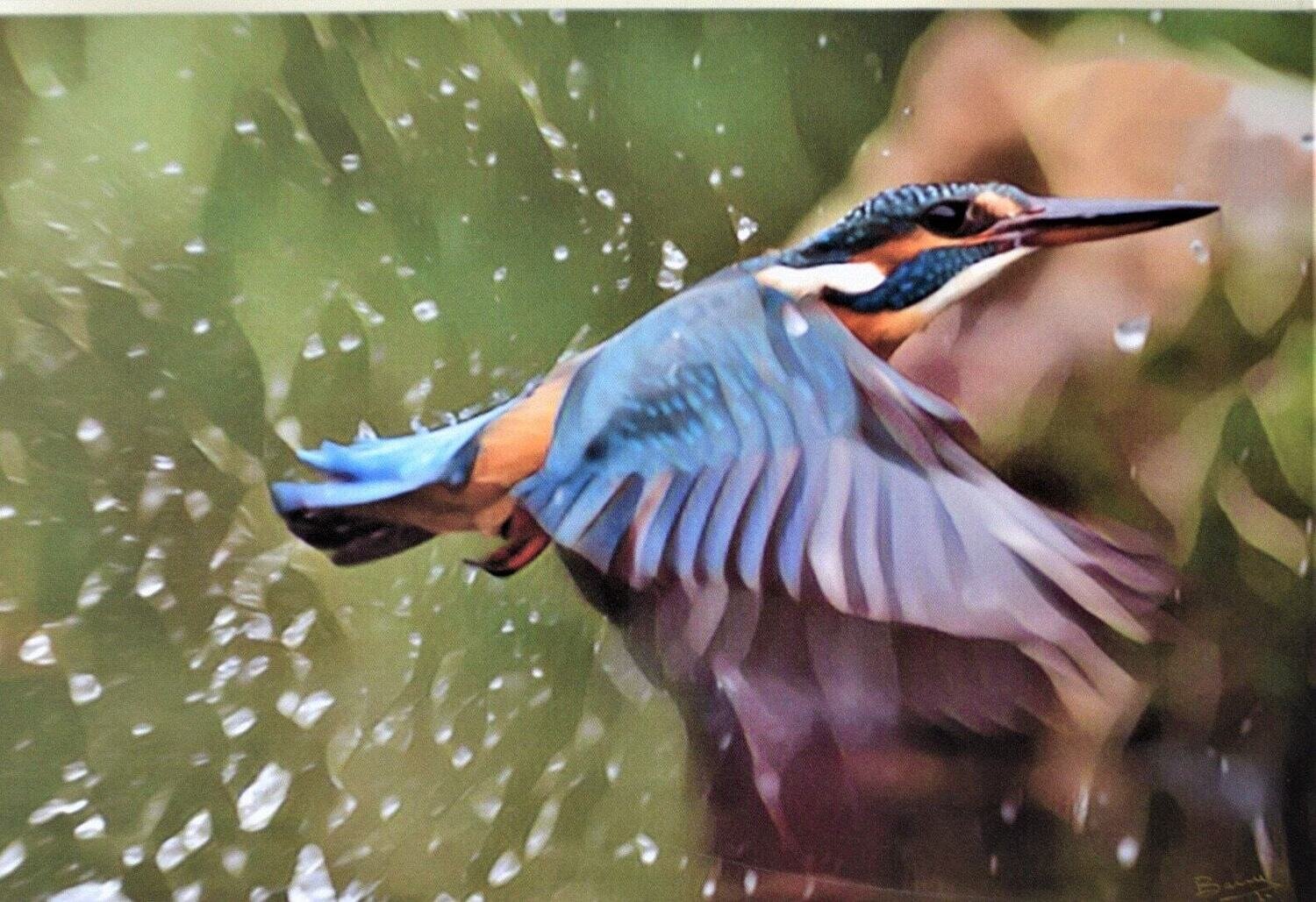 Kingfisher. One of Only TWO Giclée on Canvas, Gallery Wrapped 16 x 24&quot;x1.5&quot; deep . SEE NOTE.