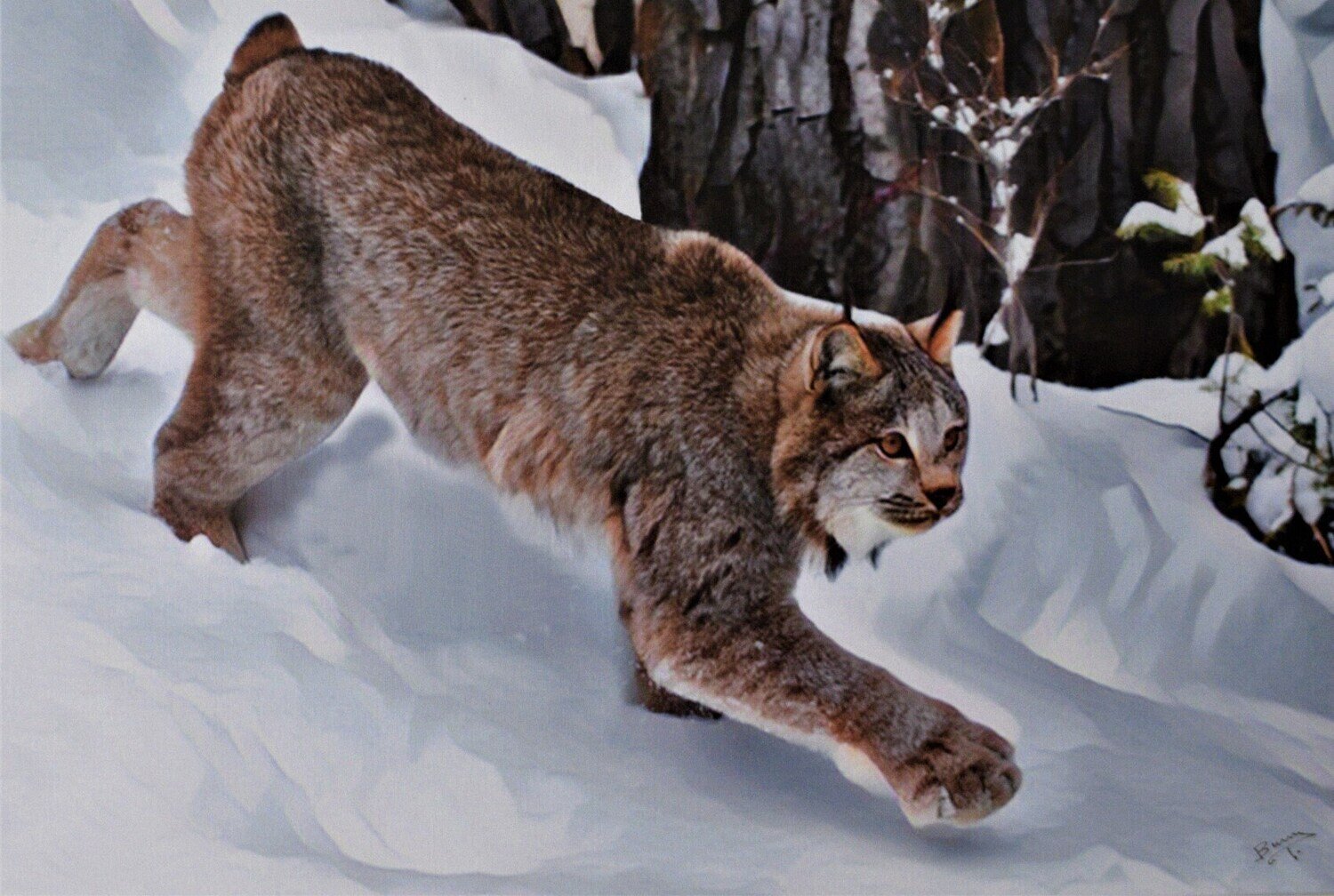 Lynx. My Original Reproduced in L.E. of 5 only Giclée on Canvas! 24&quot; x 30&quot; Canvas Size. Gallery Wrapped. SEE NOTE.