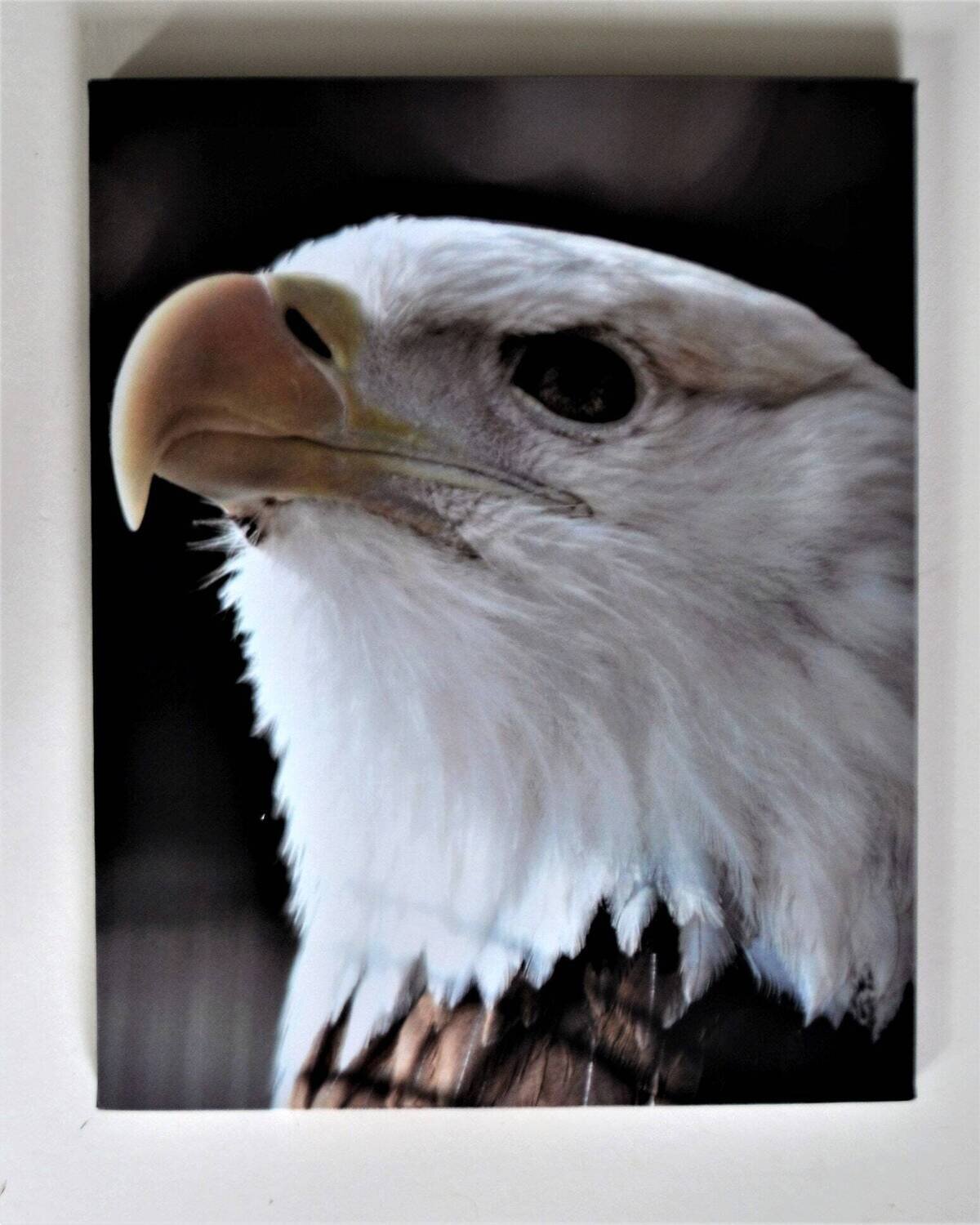 My Photo on Canvas. Gallery Wrap, 16&quot; x20&quot;. Wildlife Series. Eagle. See important note.