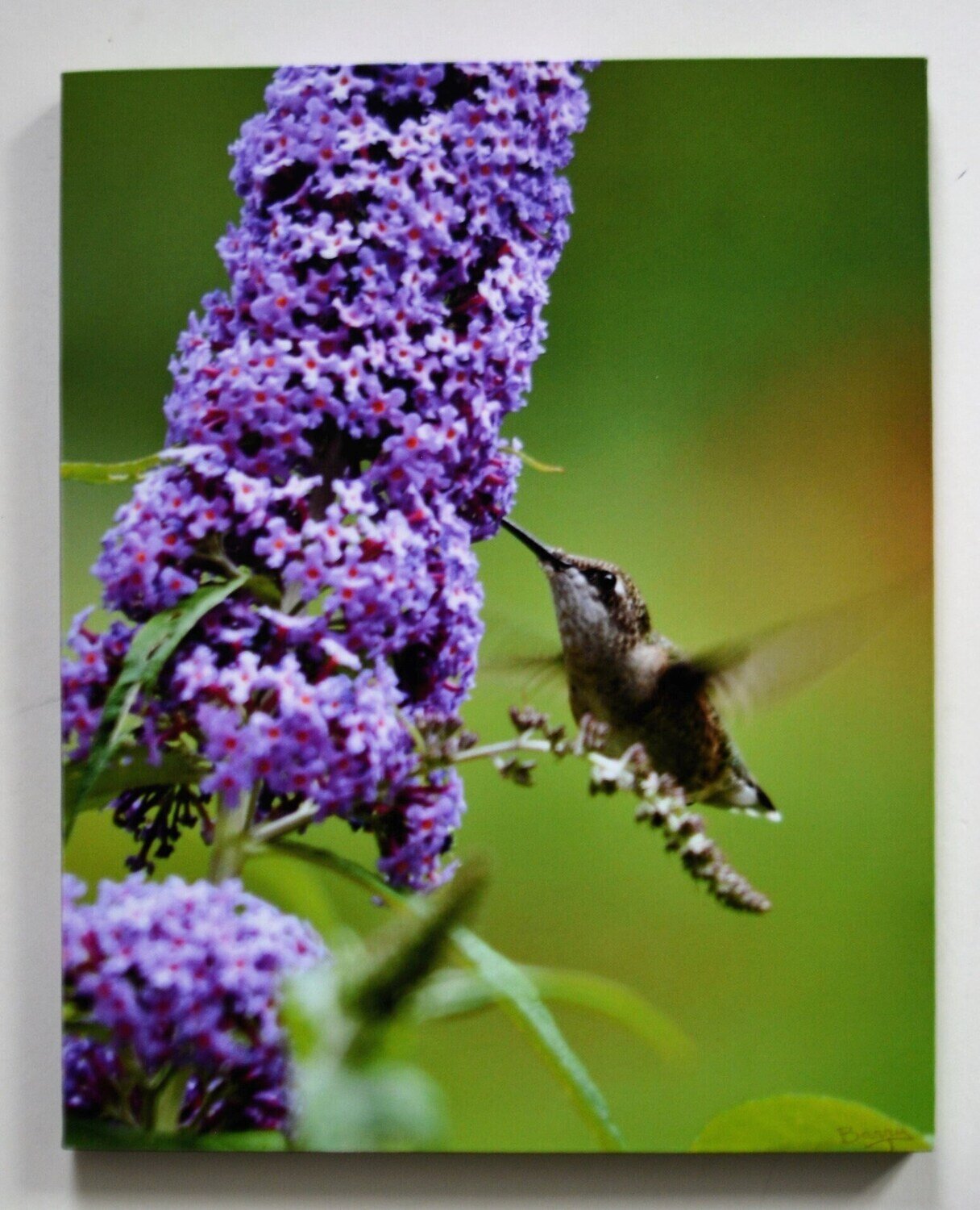 Photo on Canvas. Gallery Wrap, 16&quot; x20&quot;. Wildlife Series. Hummingbird . See Notice.