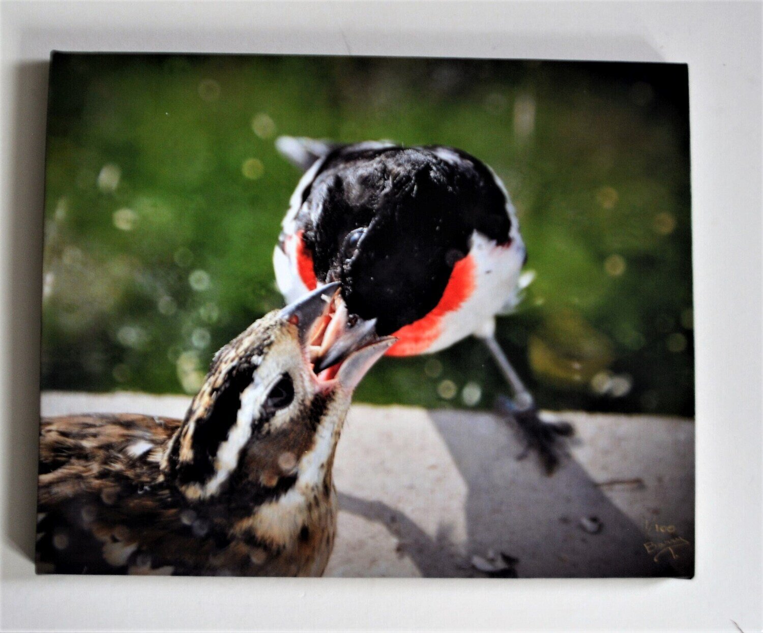 Photo on Canvas. Gallery Wrap, 16&quot; x20&quot;. Wildlife Series. Rose Breasted Grossbeak. See Note.