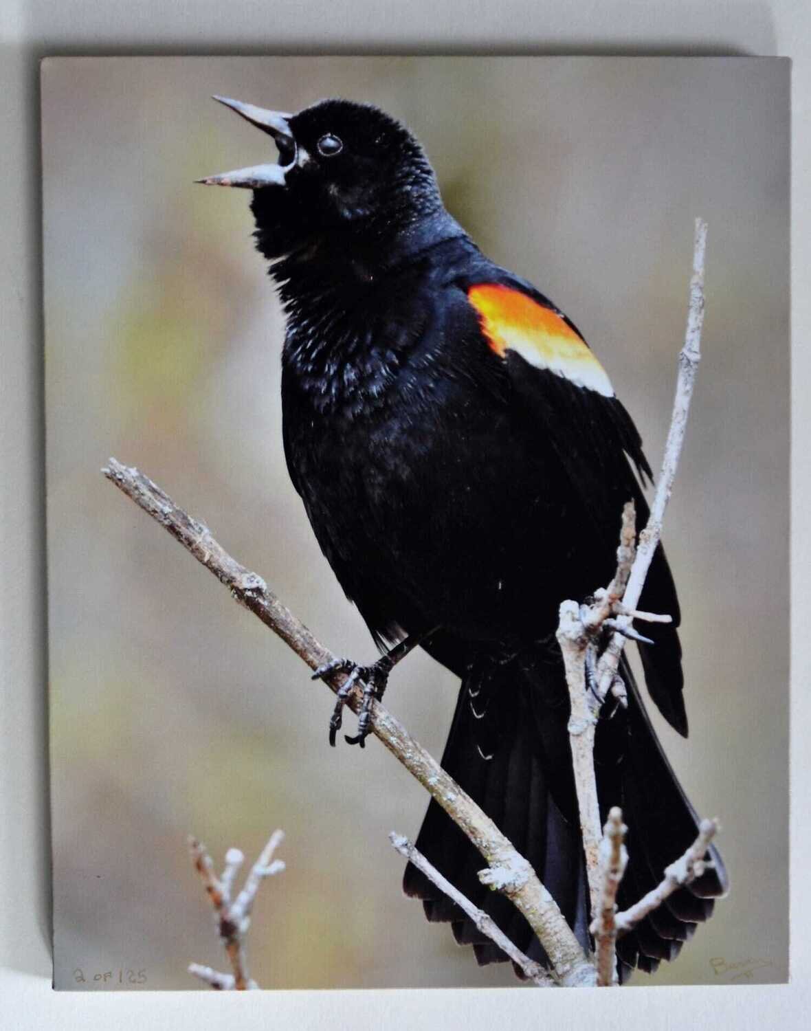 Photo on Canvas. Gallery Wrap, 16&quot; x20&quot;. Wildlife Series. Redwing Blackbird.  See Note.