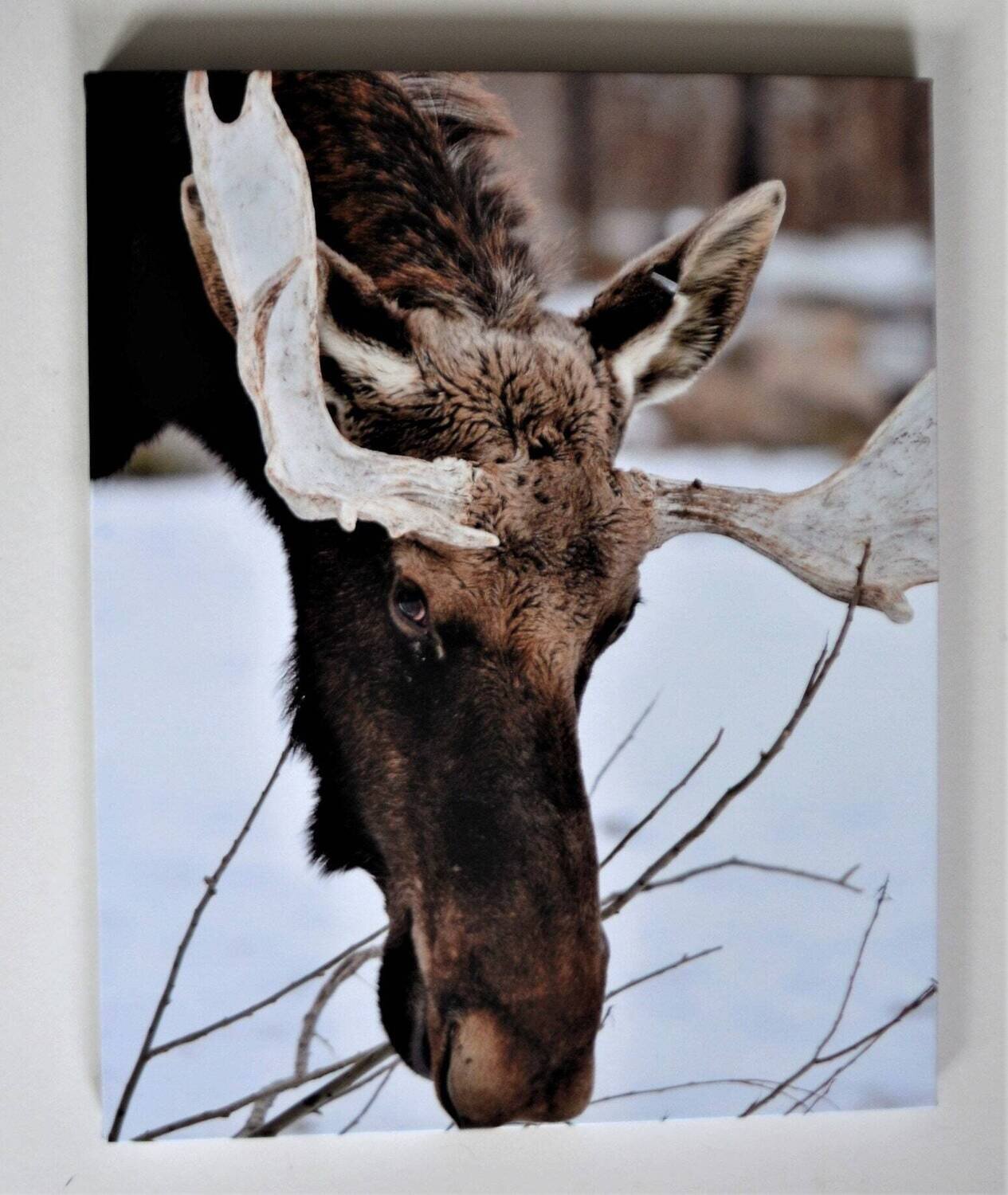 Limited Edition Photo on Canvas. Gallery Wrap, 16&quot; x20&quot;. Wildlife Series. Moose. See Note.
