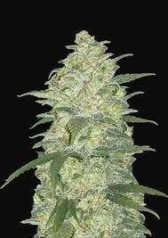 5 White Widow Regular Seeds