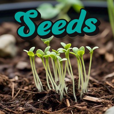 Seeds