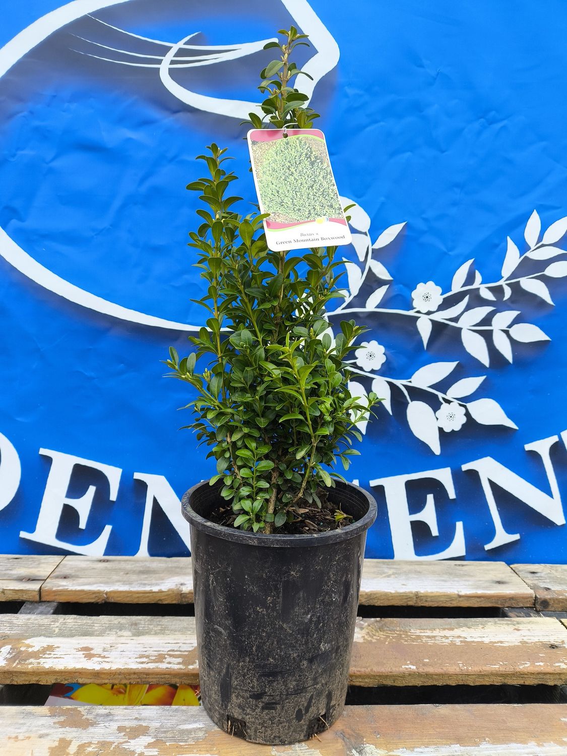 #1 BUXUS x &#39; Green Mountain&#39;