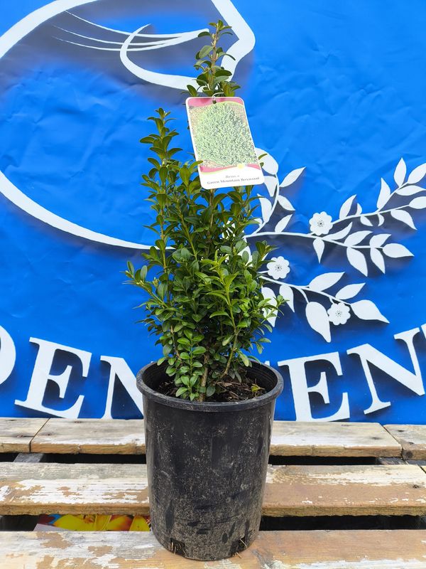 #1 BUXUS x &#39; Green Mountain&#39;