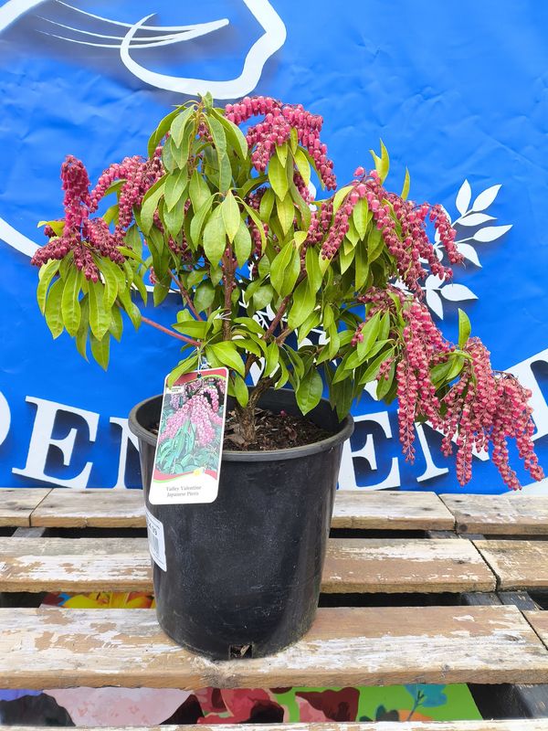 #2 PIERIS JAP. &#39;Valley Valentine&#39;