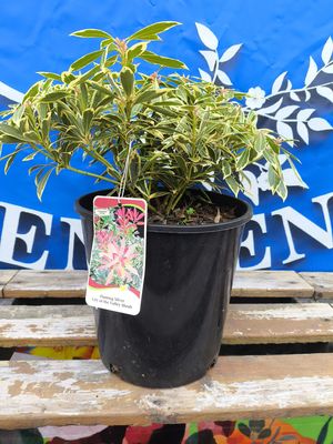 #2 PIERIS J. &#39;Flaming Silver&#39;
