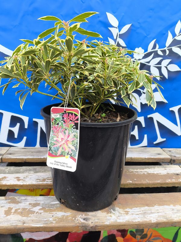 #2 PIERIS J. &#39;Flaming Silver&#39;