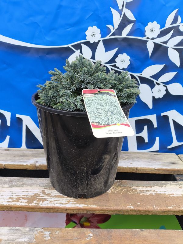 #2 JUNIPERUS SQUAMATA  &#39;Blue Star&#39;