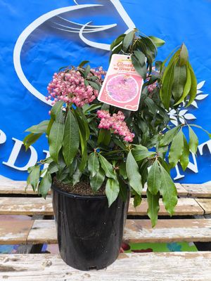 #2 PIERIS JAP. &#39;Glowing Hearts&#39;