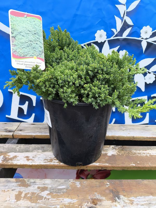 #2 JUNIPERUS &#39;Nana&#39;