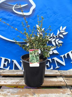 #2 OSMANTHUS DELAVAYI