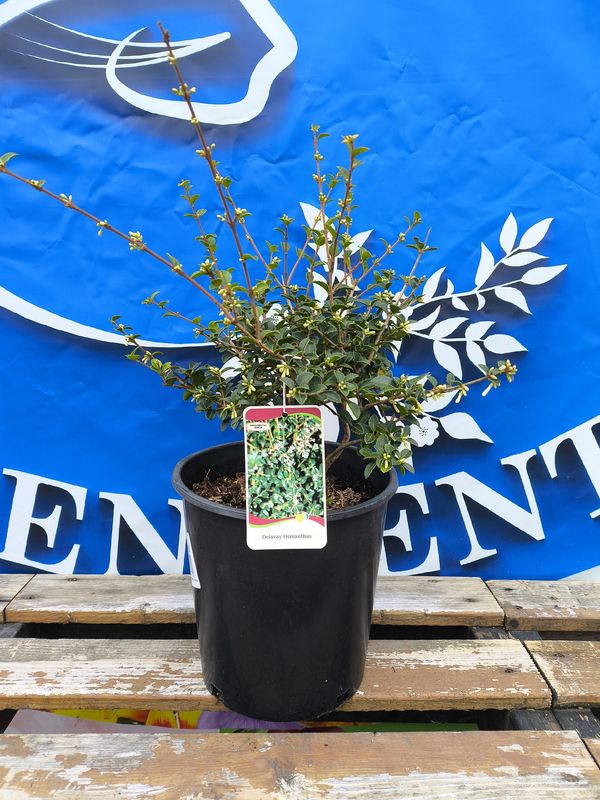 #2 OSMANTHUS DELAVAYI