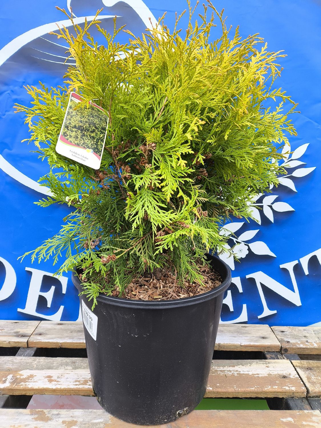 #3 THUJA OCC. &#39;Golden Globe&#39;