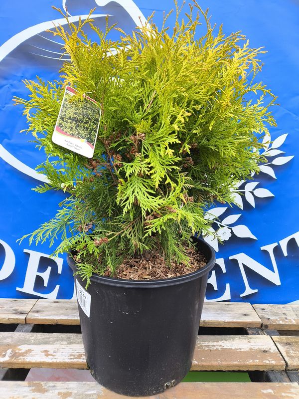 #3 THUJA OCC. &#39;Golden Globe&#39;