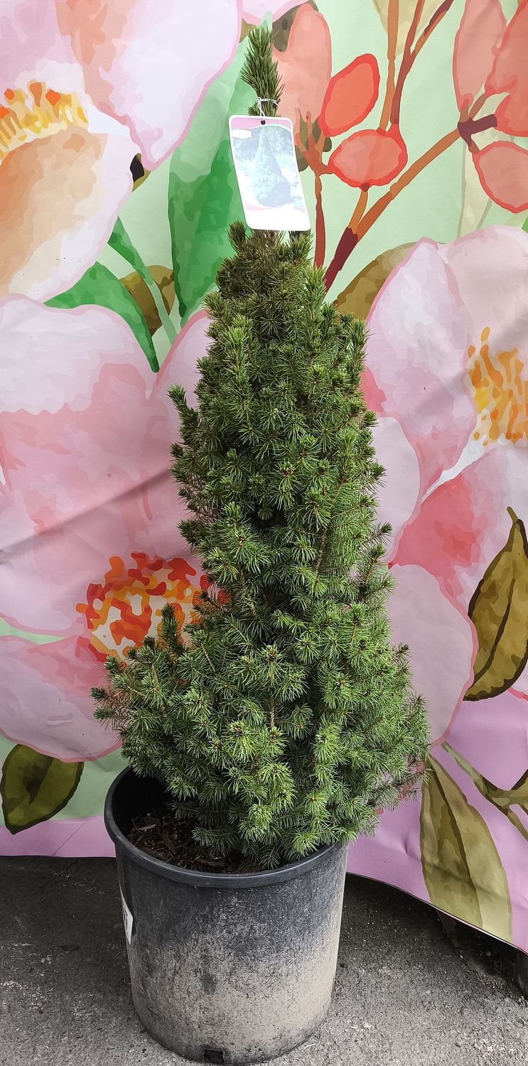 #3 Picea Glauca &#39;Conica&#39;
