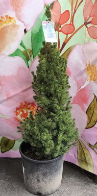 #3 Picea Glauca &#39;Conica&#39;