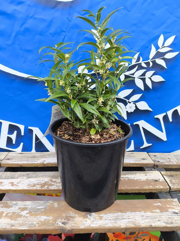 #2 SARCACOCCA &#39;Himalayan Sweetbox&#39;