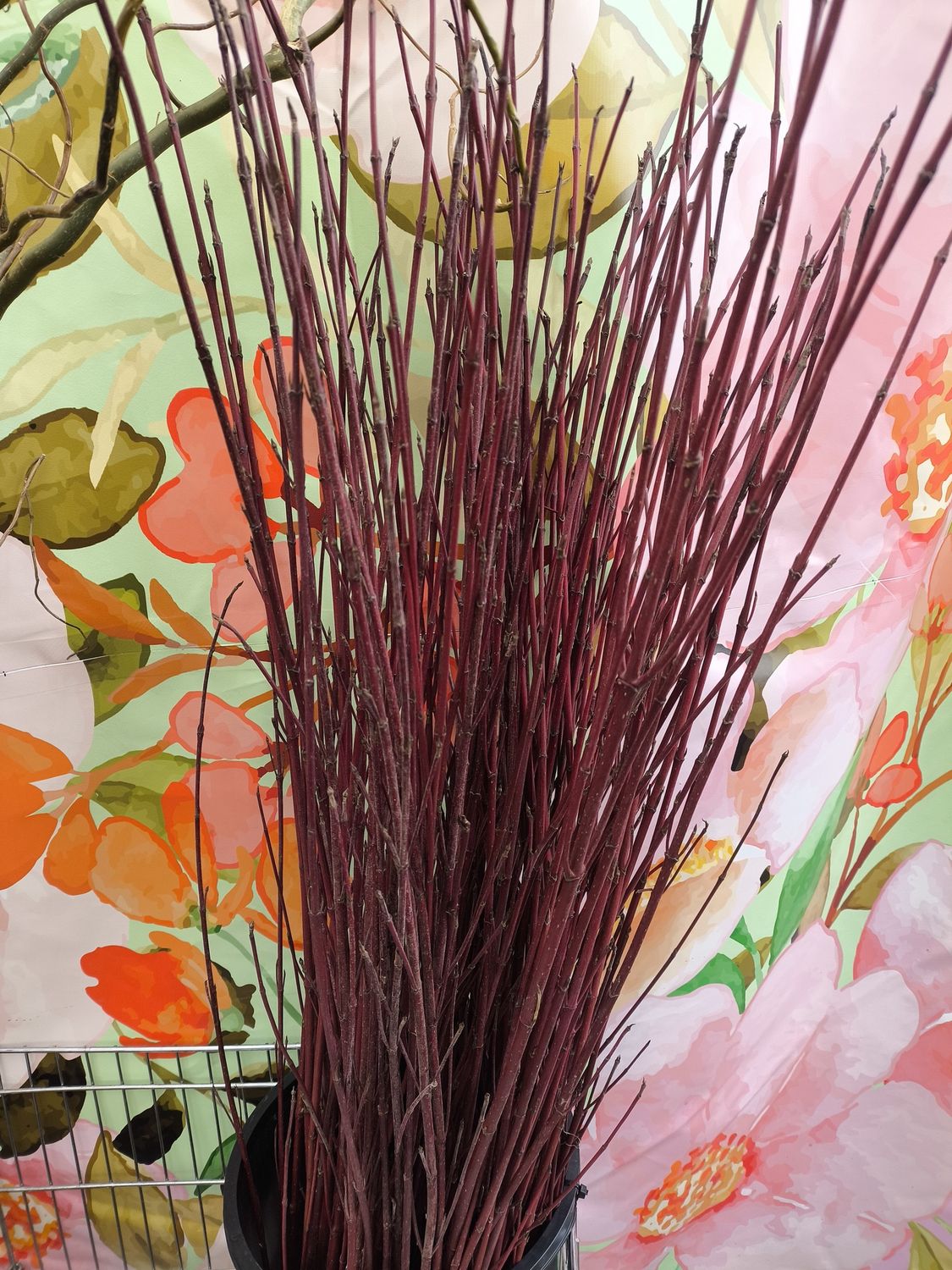 Red Dogwood Canes