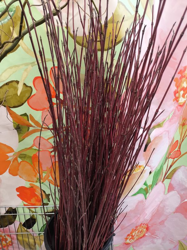 Red Dogwood Canes