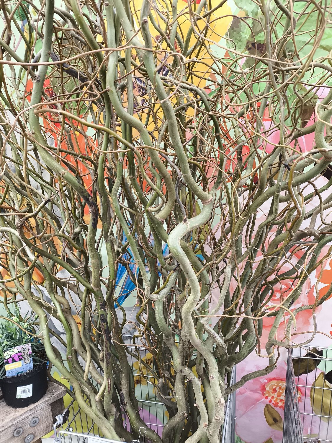 Curly Willow Stems