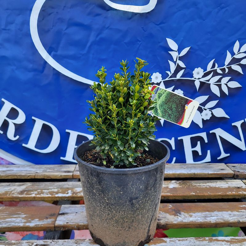 #2 Buxus Semp Suff.