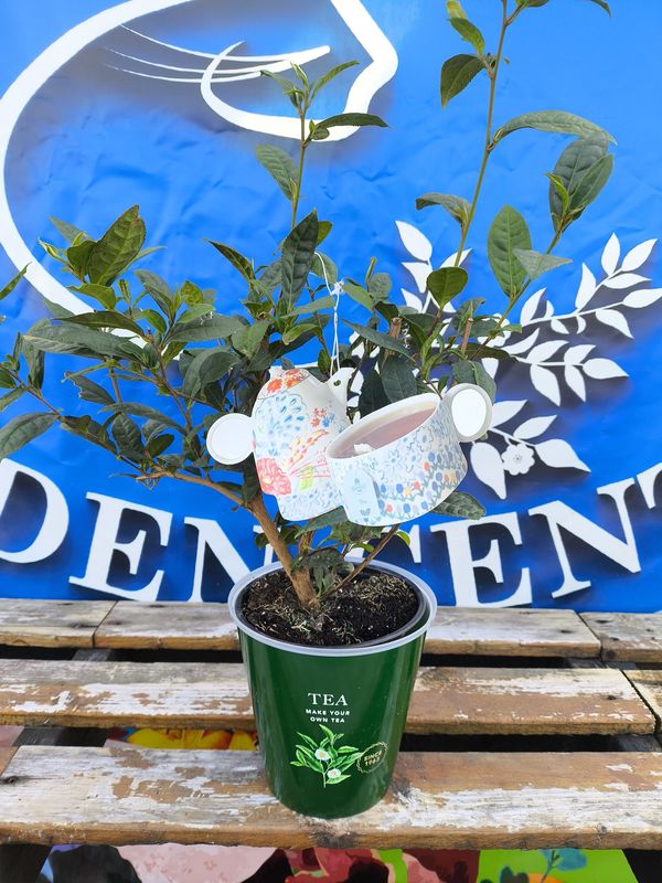 6&quot; Camellia Tea Plant