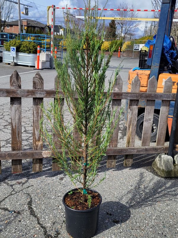 #3 Juniperus virginiana &#39;Skyrocket&#39;