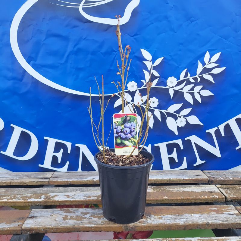 #1 Blueberry  &#39;Chippewa&#39;