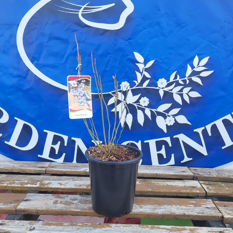 #1 Blueberry &#39;Polaris&#39;