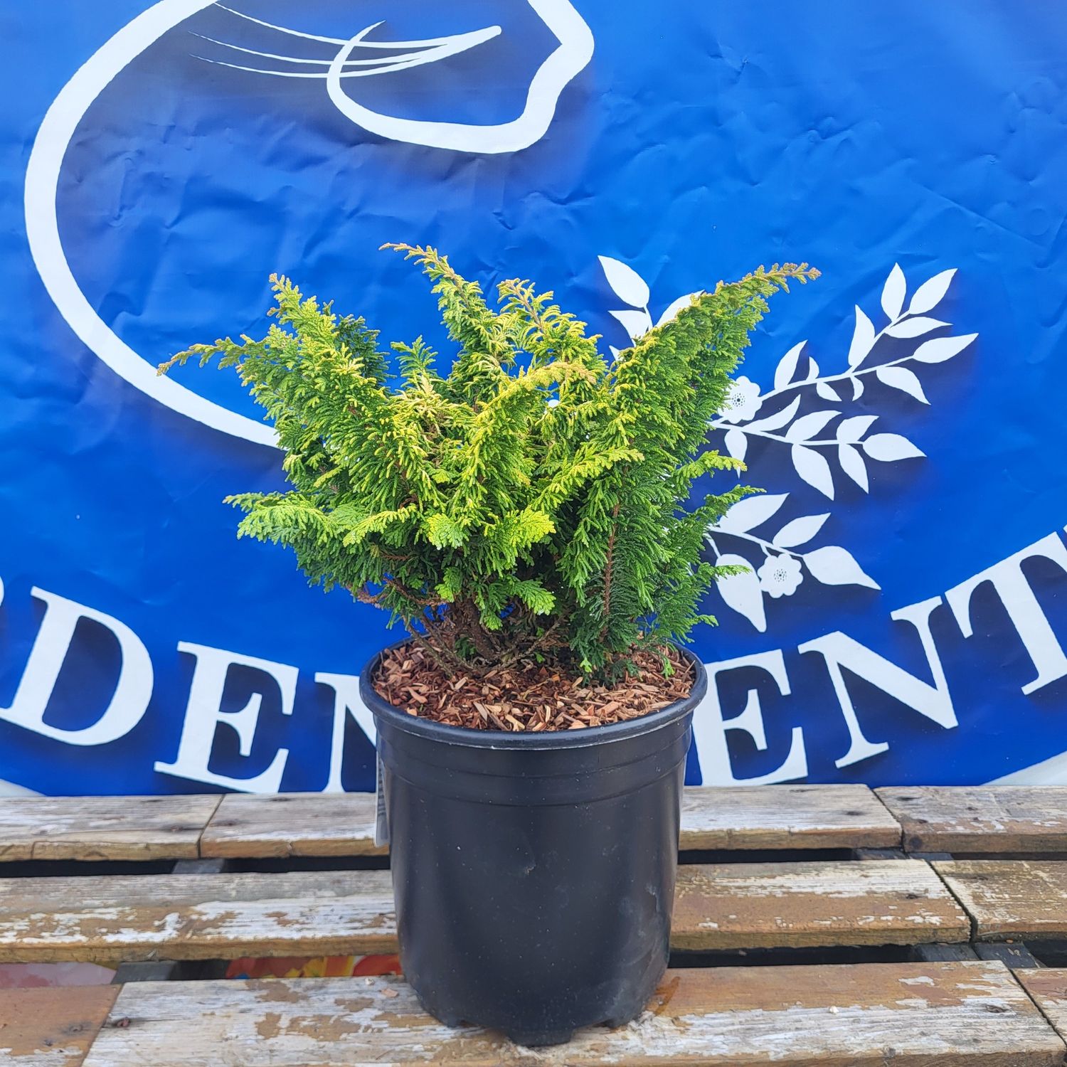 #2 CHAMAECYPARIS OBTUSA &#39;Fernspray Gold&#39; EVL
