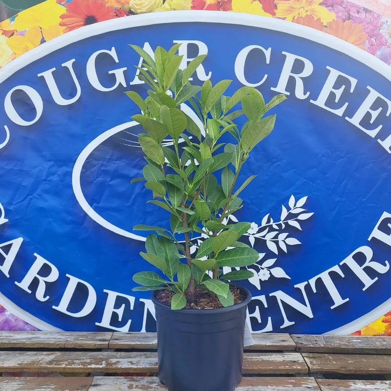 #3 PRUNUS LAUROCERASUS &#39;English&#39;