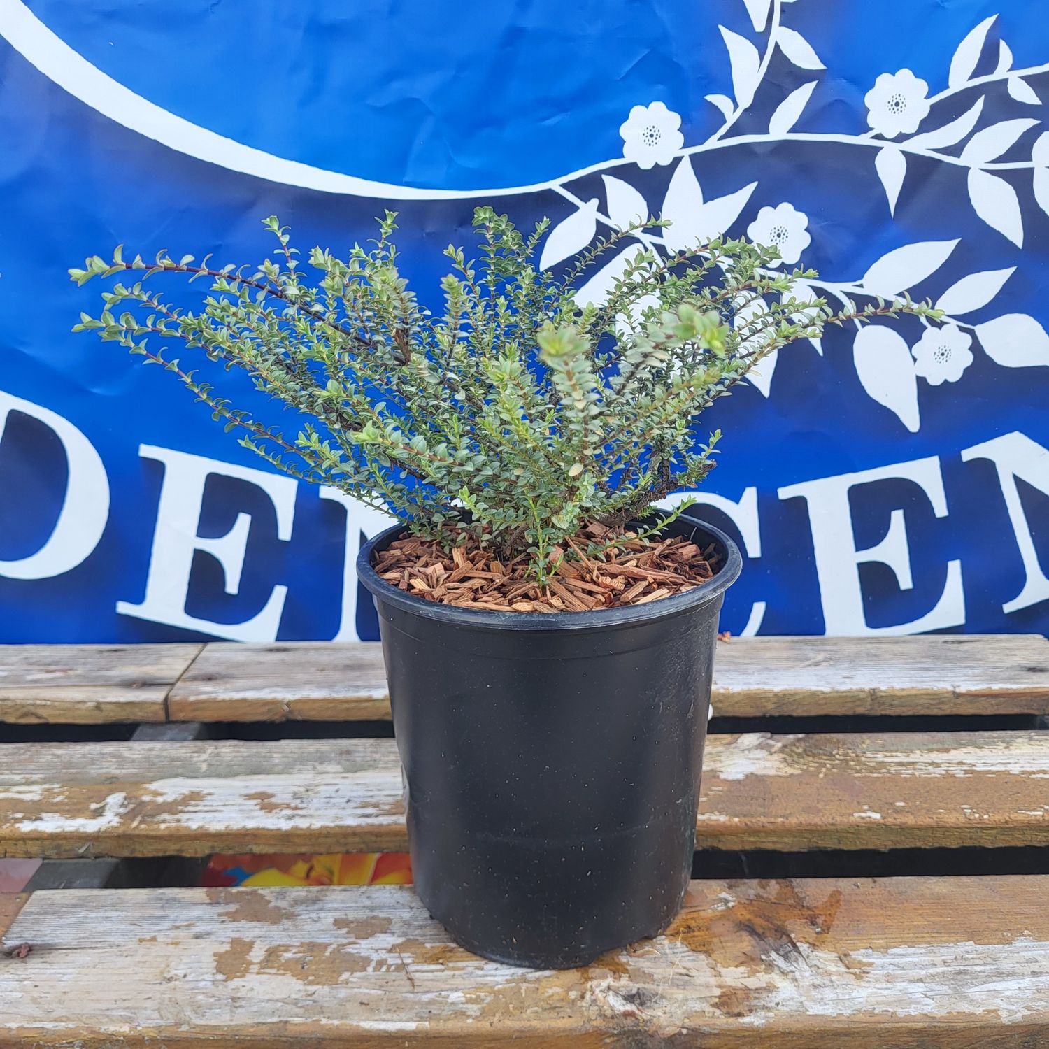 #1 HEBE PIMELEOIDIES &#39;Quicksilver&#39;