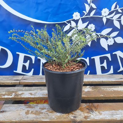 #1 HEBE PIMELEOIDIES &#39;Quicksilver&#39;