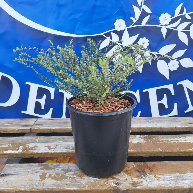 #1 HEBE PIMELEOIDIES &#39;Quicksilver&#39;