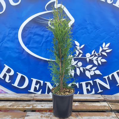 #1 THUJA &#39;Smaragd&#39;