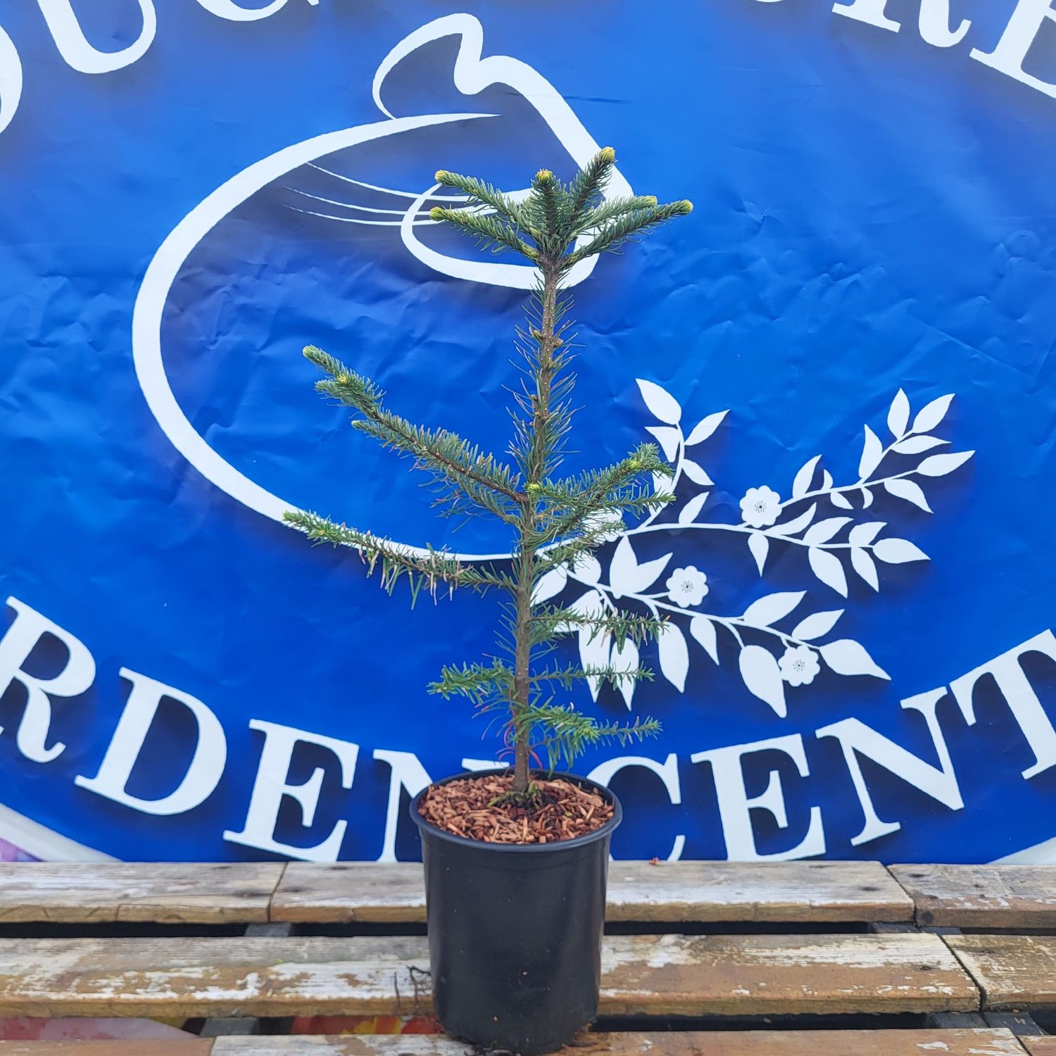 #1 ABIES &#39;Cook&#39;s Blue&#39;