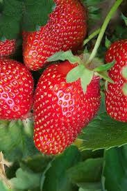 STRAWBERRY Burlap 25pk.
