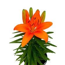 6" Hybrid Lily