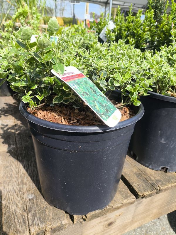 #2 EUONYMUS &#39;Emerald Gaiety&#39;